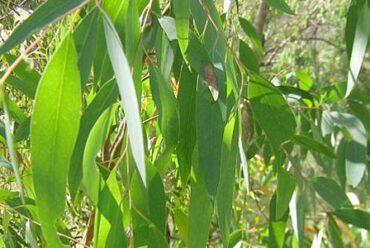 Olio essenziale di Eucalipto, quale scegliere?