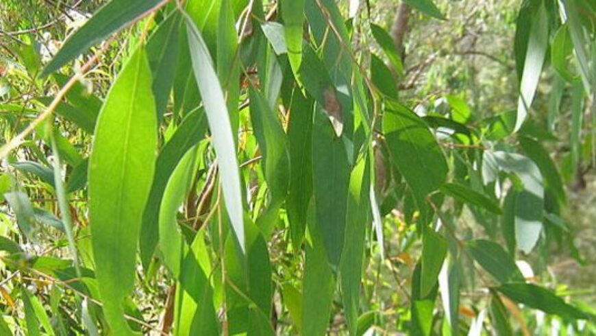 Olio essenziale di Eucalipto, quale scegliere?