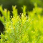 olio essenziale di tea tree