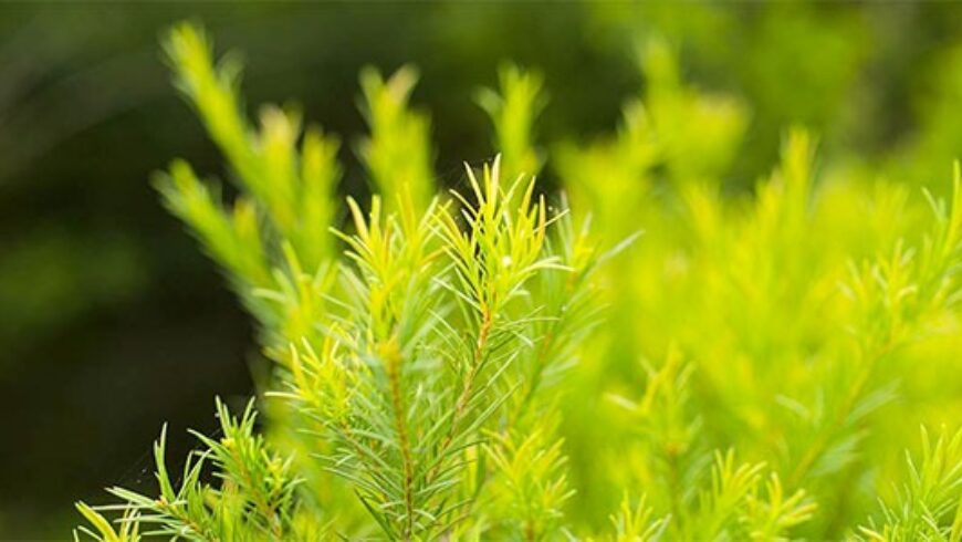 10 facili usi dell’olio essenziale di Tea Tree