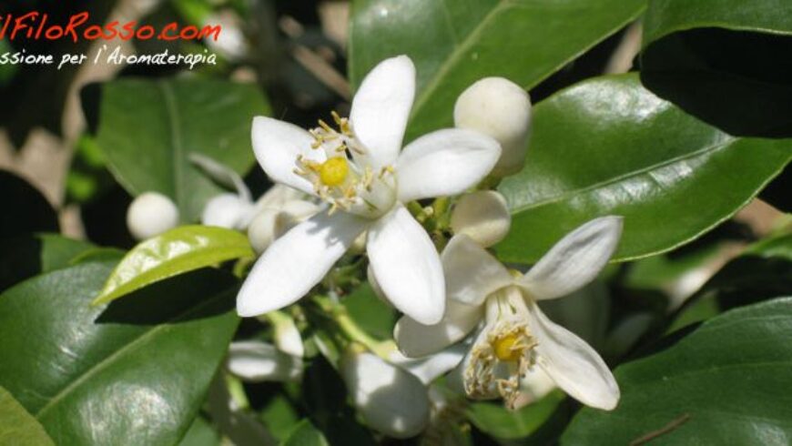 Acqua aromatica di Fiori di Arancio per bellezza e in cucina