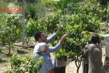 La raccolta e distillazione dei fiori di arancio amaro