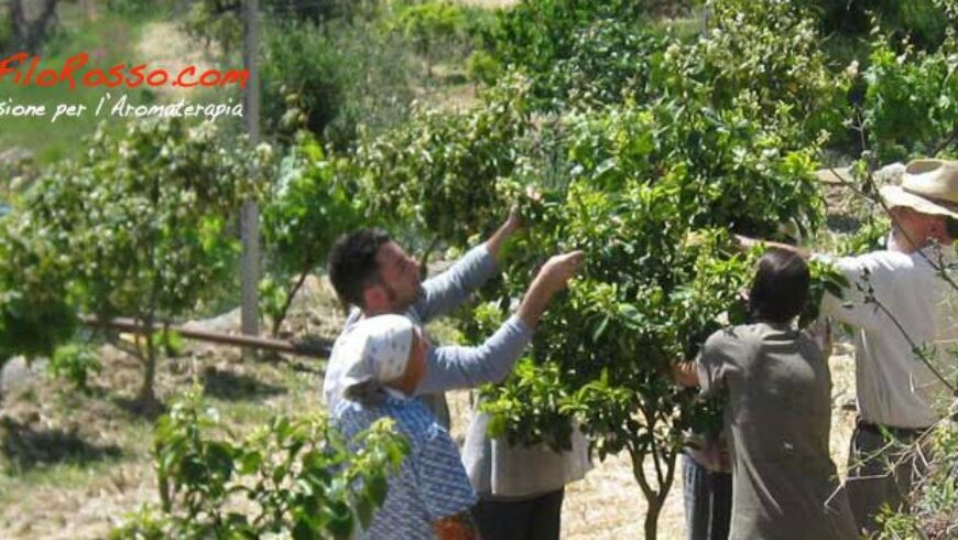 La raccolta e distillazione dei fiori di arancio amaro