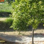 Acqia Fiori di Arancio