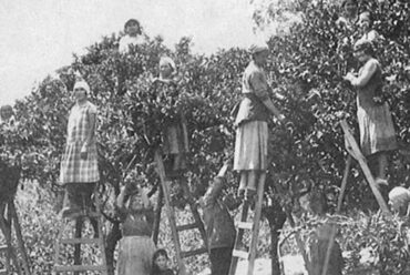 La storia della distillazione dei Fiori di Arancio in Liguria