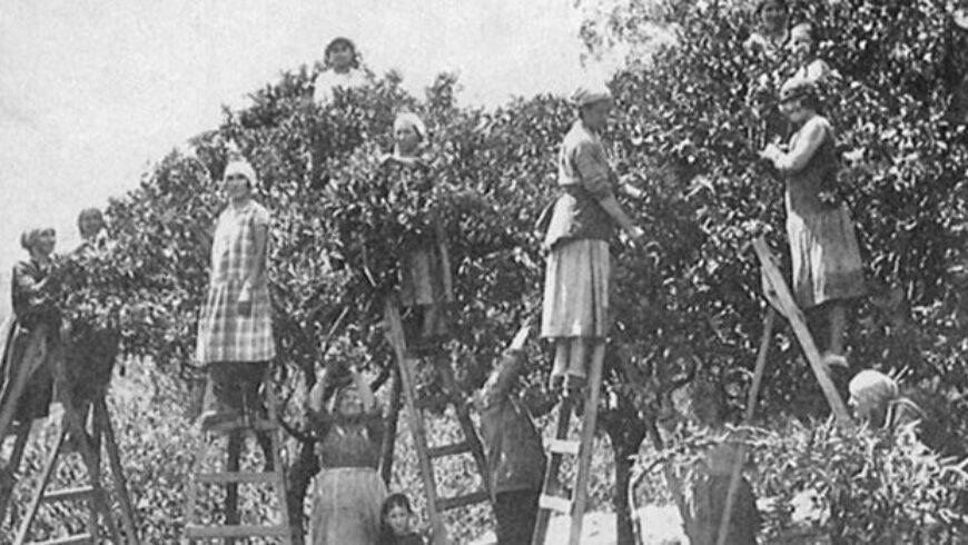 La storia della distillazione dei Fiori di Arancio in Liguria