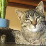Aromaterapia sicura gatti