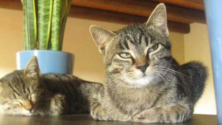 Aromaterapia sicura per i gatti