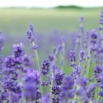 Benefici lavanda