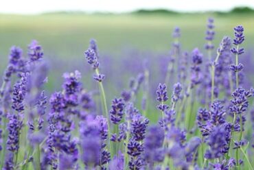 Benefici  e utilizzi dell’olio essenziale di Lavanda