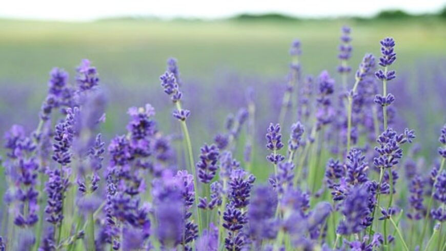 Benefici  e utilizzi dell’olio essenziale di Lavanda
