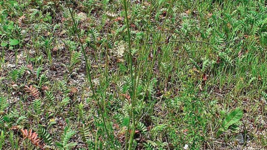 Olio essenziale di Carota – 1