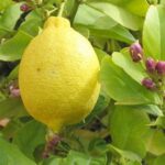 Limone