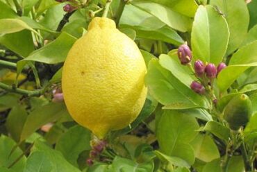 Olio essenziale di Limone – 4