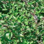 Menta piperita