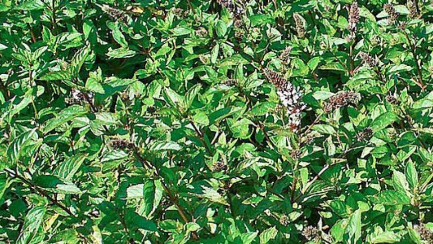 Olio essenziale di Menta piperita – 7