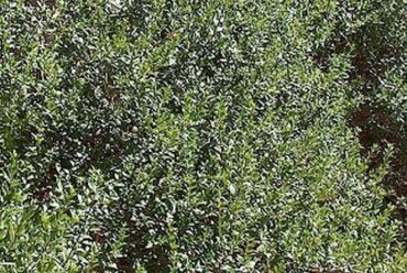 Olio essenziale di Mirto – 6