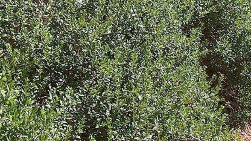 Olio essenziale di Mirto – 6