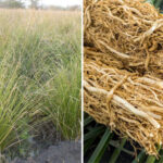vetiver