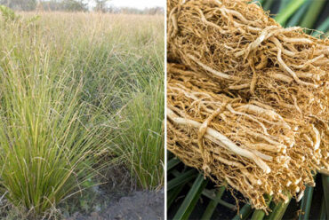 Olio essenziale di  Vetiver – 5