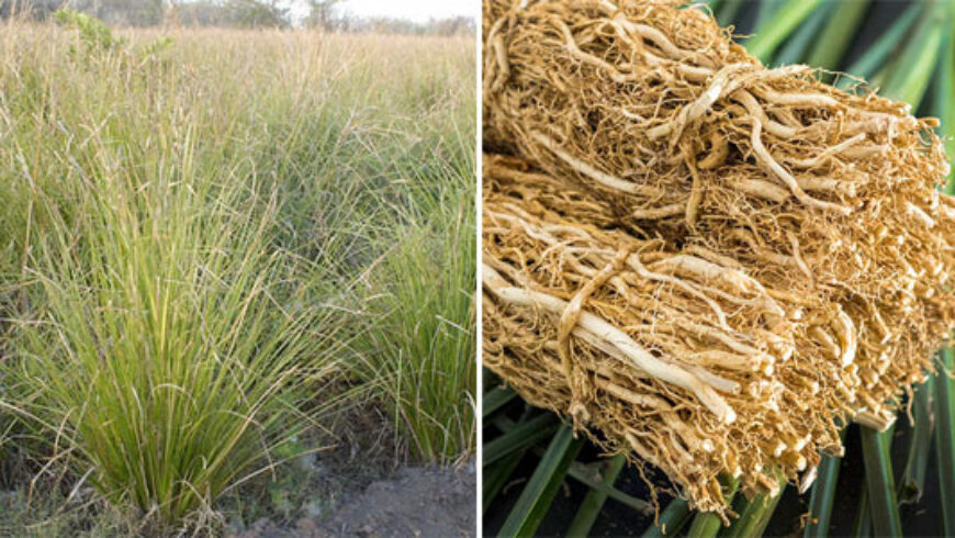 Olio essenziale di  Vetiver – 5