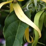 Fiore Ylang ylgng
