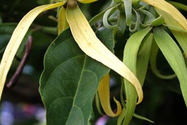 Olio essenziale di Ylang Ylang – 3