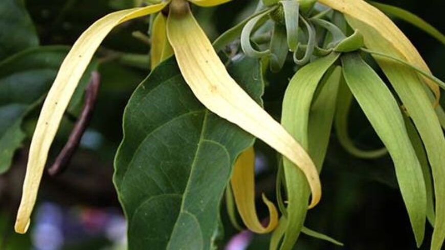 Olio essenziale di Ylang Ylang – 3