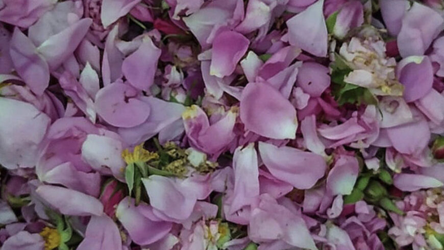 Acqua di Rose, il segreto di bellezza più antico del mondo