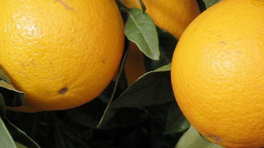 Olio essenziale di Arancio – 12
