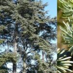 Albero del cedro