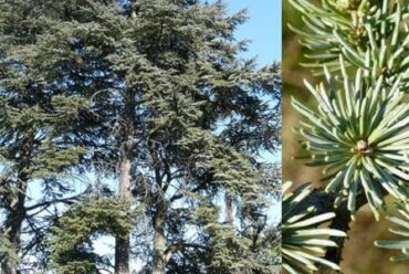 Olio essenziale legno di Cedro – 11
