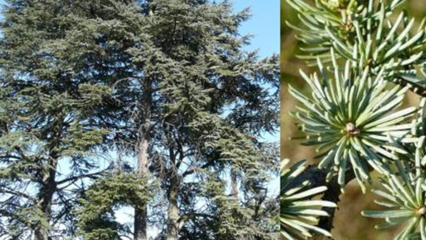 Olio essenziale legno di Cedro – 11