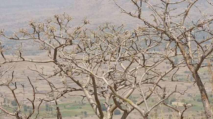 Olio essenziale di Incenso – 13