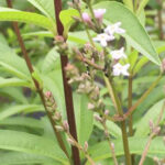 Verbena