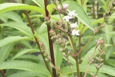 Olio essenziale di Verbena – 9