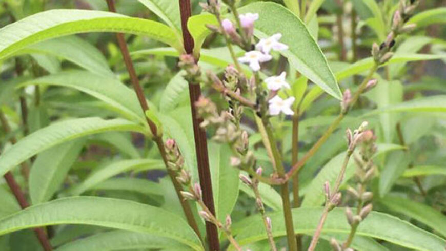 Olio essenziale di Verbena – 9
