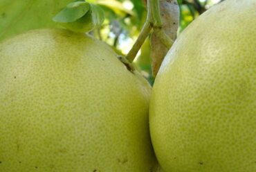 Olio essenziale di Pompelmo – 8
