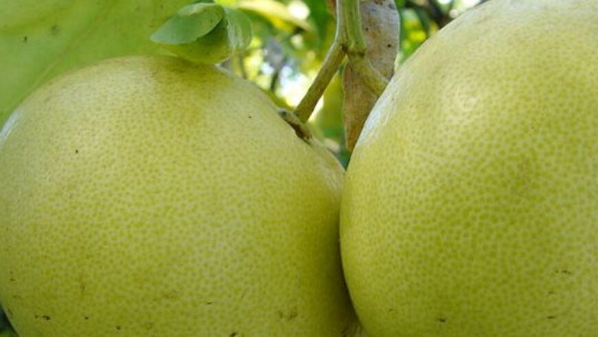 Olio essenziale di Pompelmo – 8
