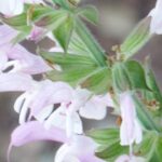 Salvia sclarea
