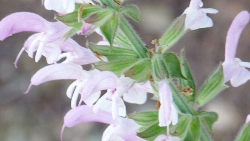 Olio essenziale di Salvia sclarea – 10