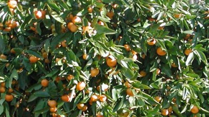 Olio essenziale di Mandarino – 17