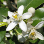 Neroli