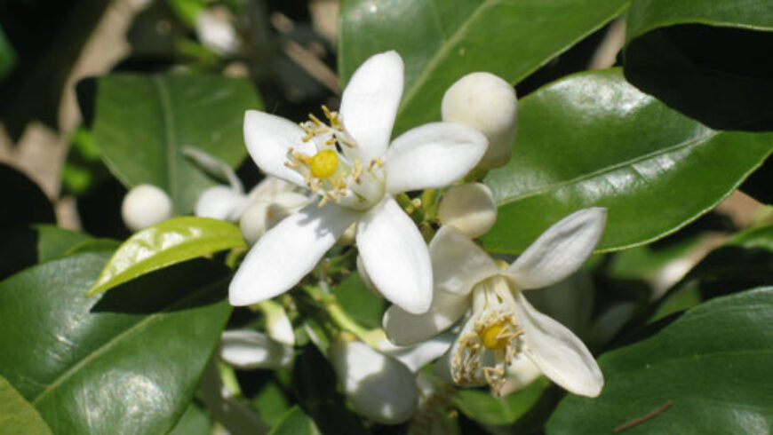 Olio essenziale di Neroli – 18