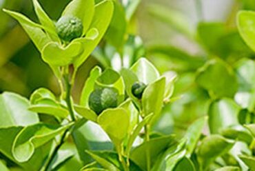Olio essenziale di Petit grain – 20
