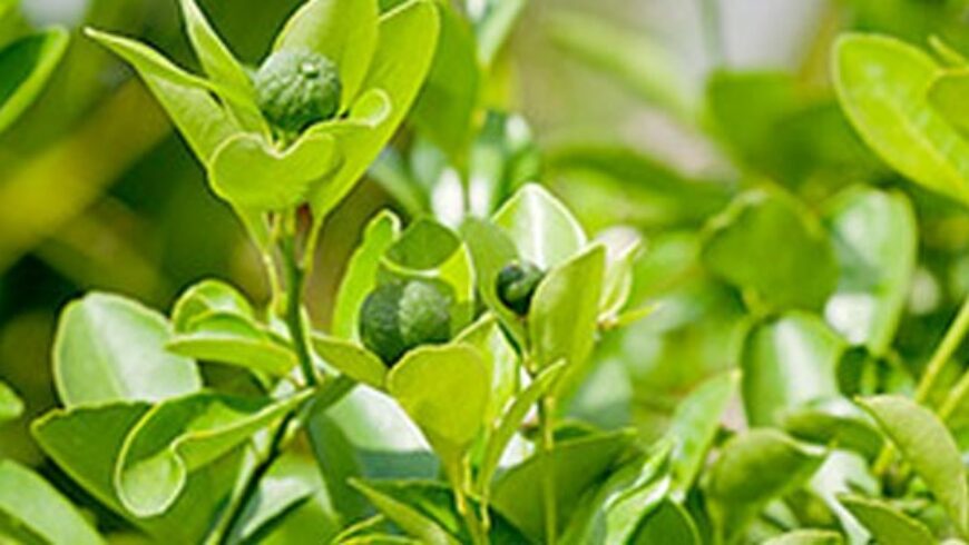 Olio essenziale di Petit grain – 20