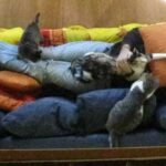 Aromaterapia per animali