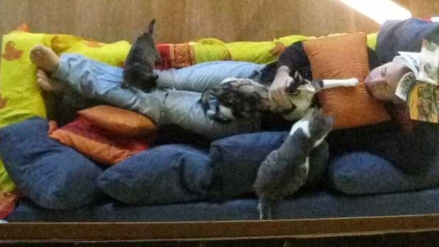Spray antipulci completamente sicuro per gatti