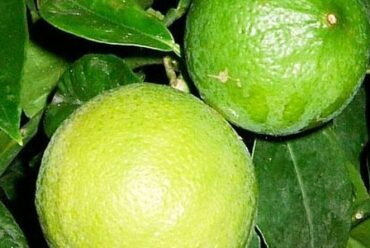 Olio essenziale di Bergamotto – 26