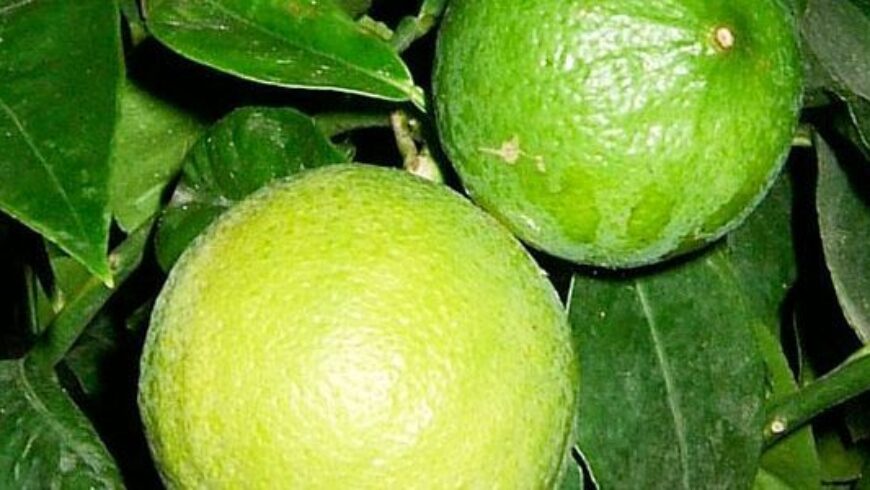 Olio essenziale di Bergamotto – 26